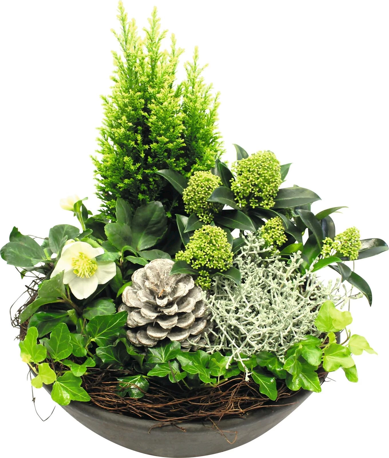 Helleborus Arrangem. Keramik P30 cm