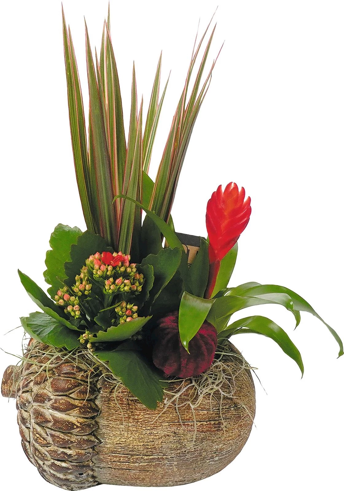 Bac beton gland planté P22 cm