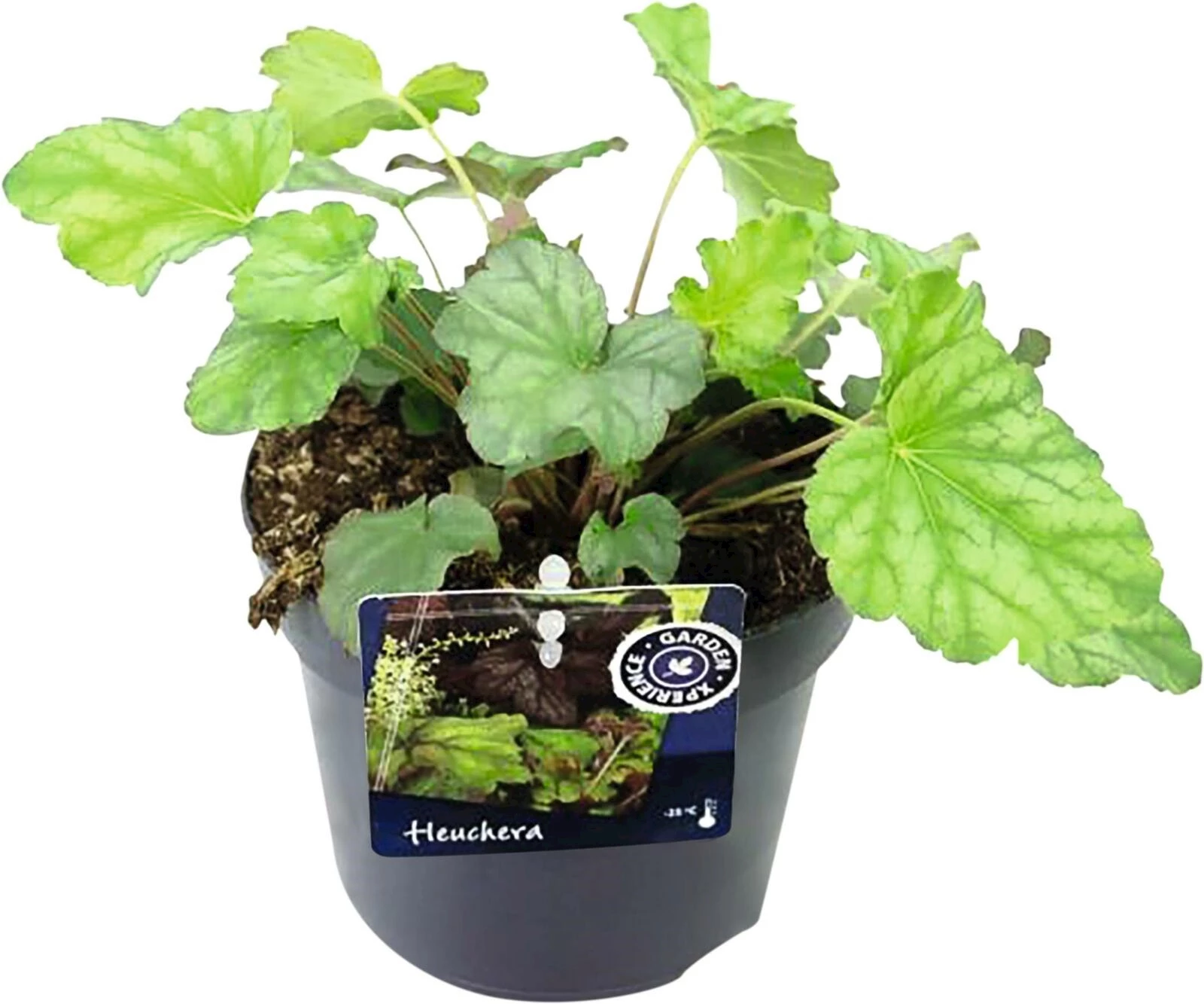 Heuchera P13 cm