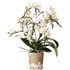 Phalaenopsis Jungle P9 cm
