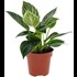 Philodendron White Wave P12 cm
