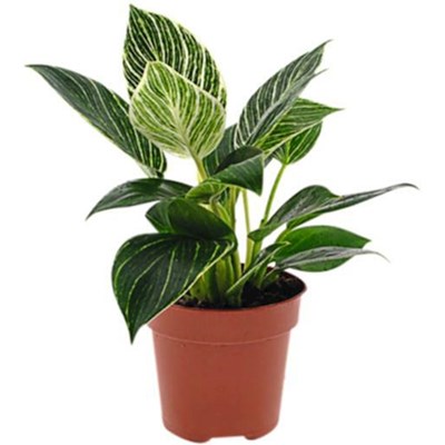 Philodendron White Wave P12 cm