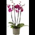 Phalaenopsis 4 Rispen P17 cm