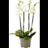 Phalaenopsis 4 tiges P17 cm