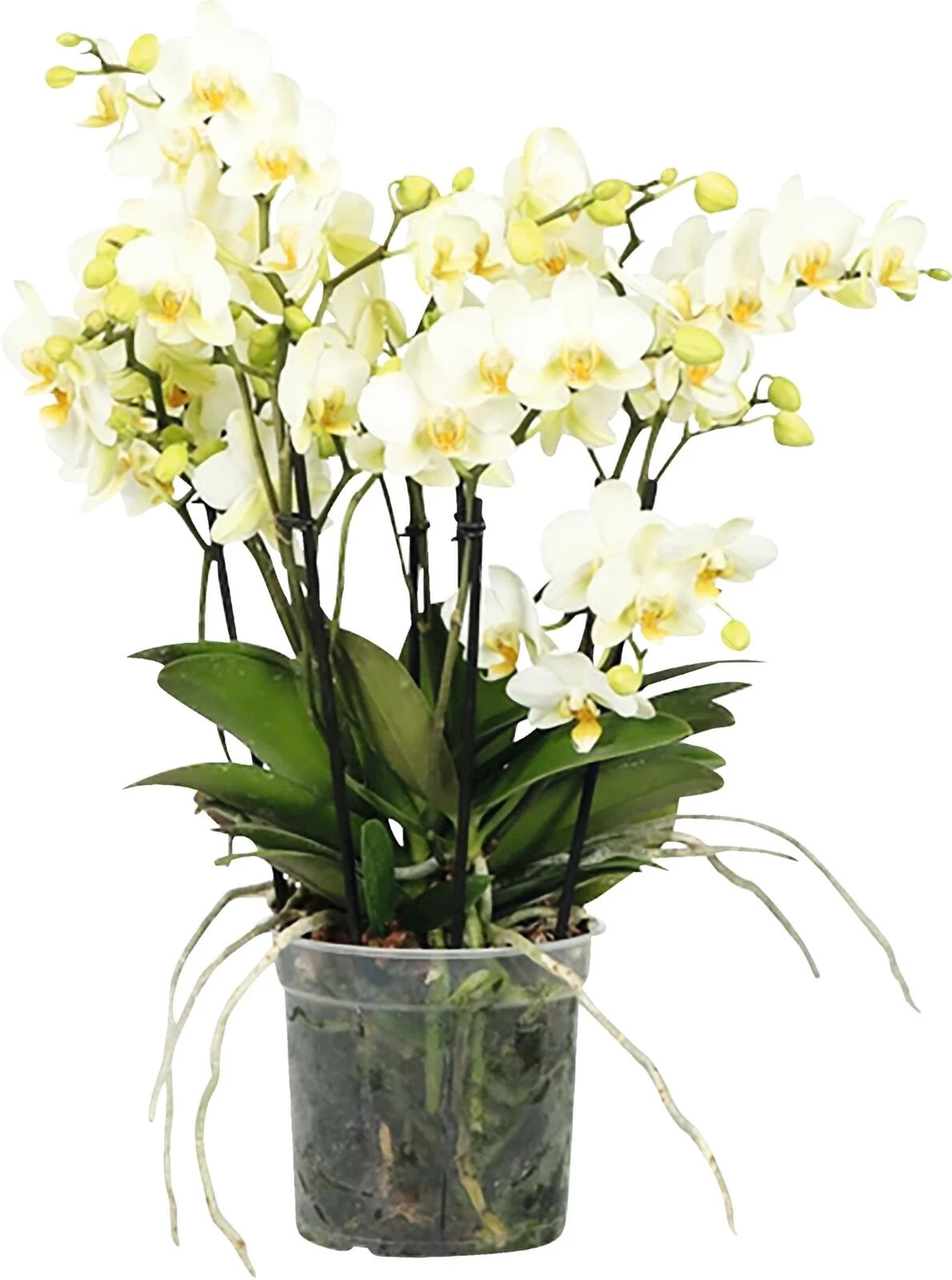 Phalaenopsis Flora 5 Rispen P15 cm