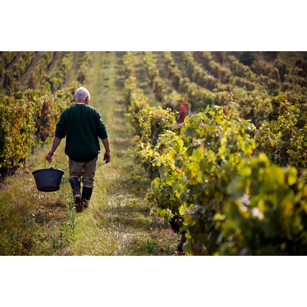 Pinot Noir Chamoson VS 75 cl