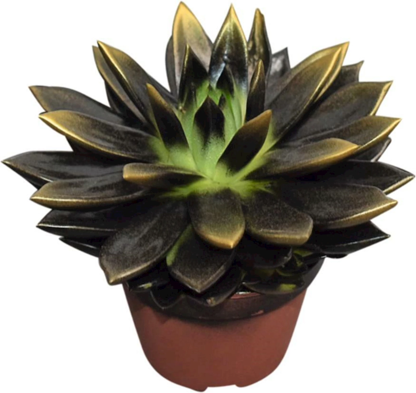 Echeveria Schwarz Gold P10.5 cm