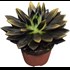 Echeveria noir or P10.5 cm