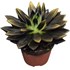 Echeveria noir or P10.5 cm