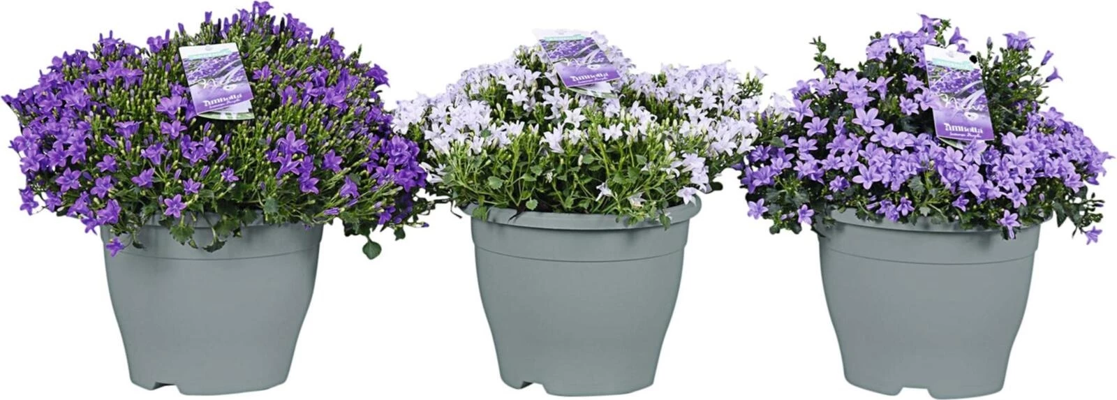 Campanula Ambella  P23 cm