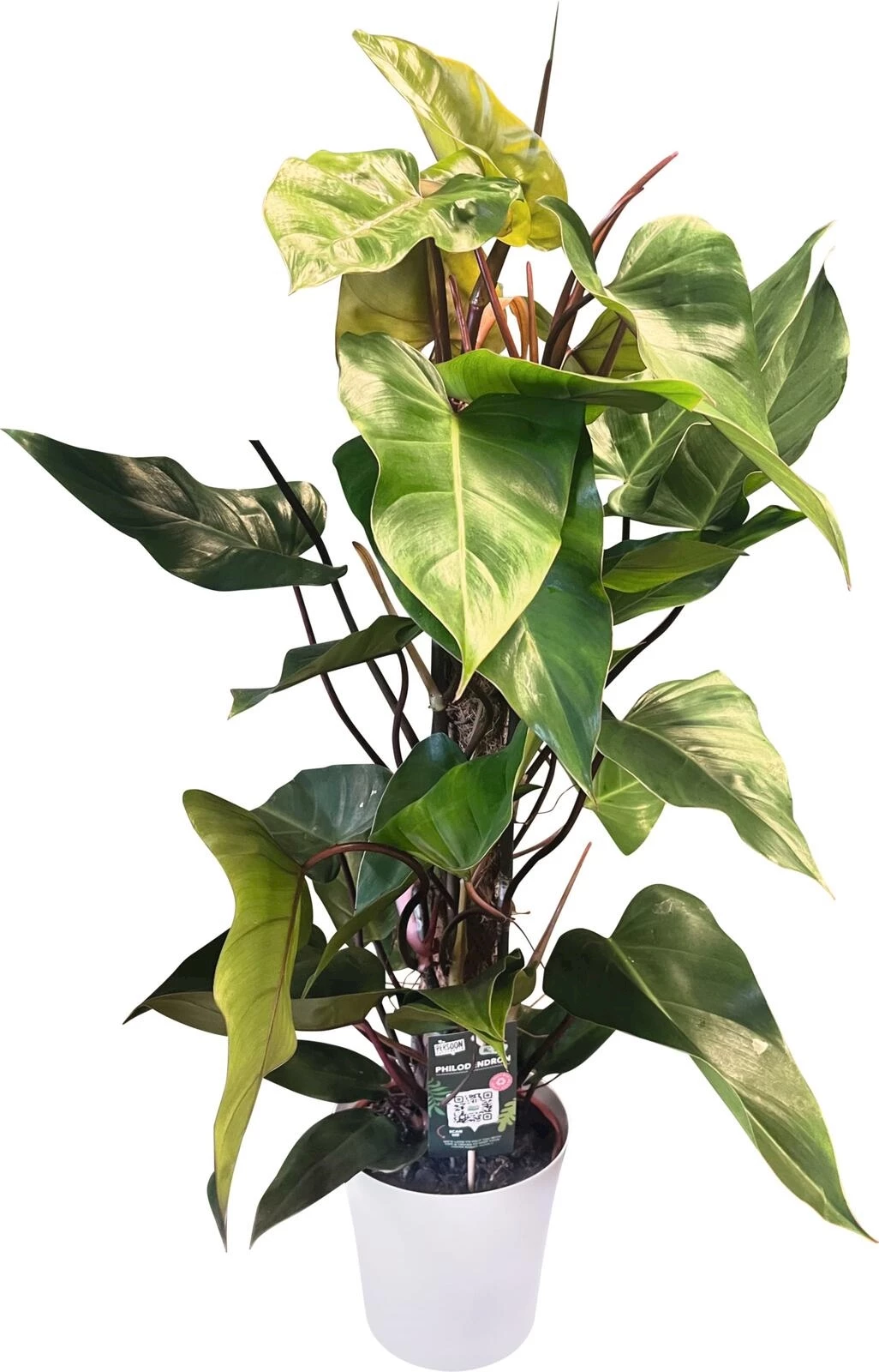 Moosstabpflanze P19 cm