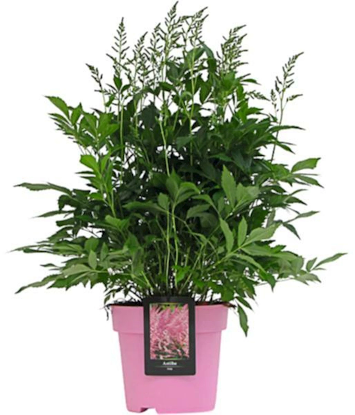 Astilbe en pot couleur rosa  P23 cm
