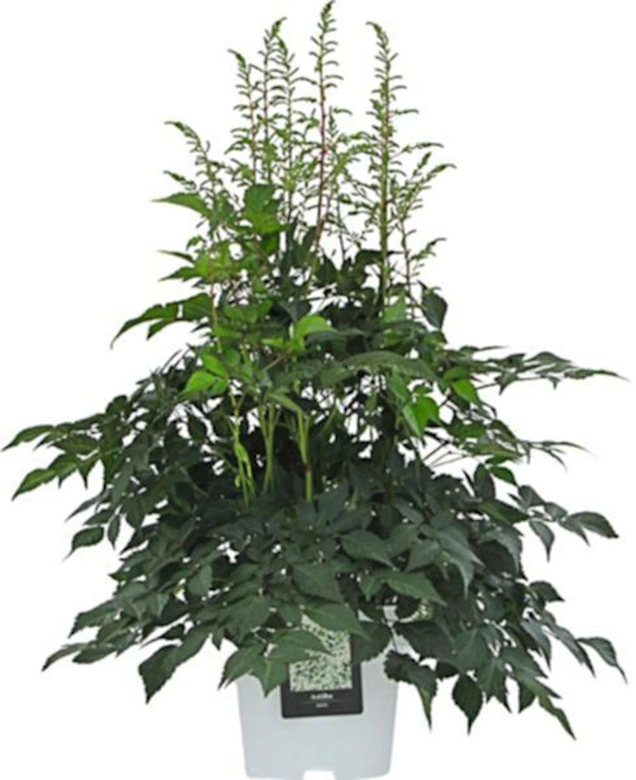 Astilbe im Farbtopf weiss P23 cm