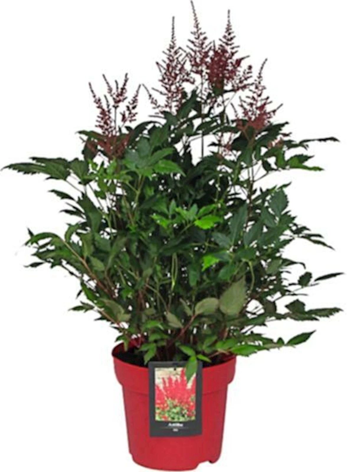 Astilbe im Farbtopf rot P23 cm