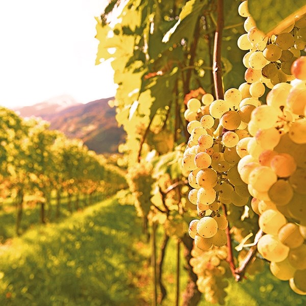 Riesling S. Duvallon 75cl