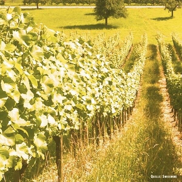 Cuvée Blanc Suisse 50 cl