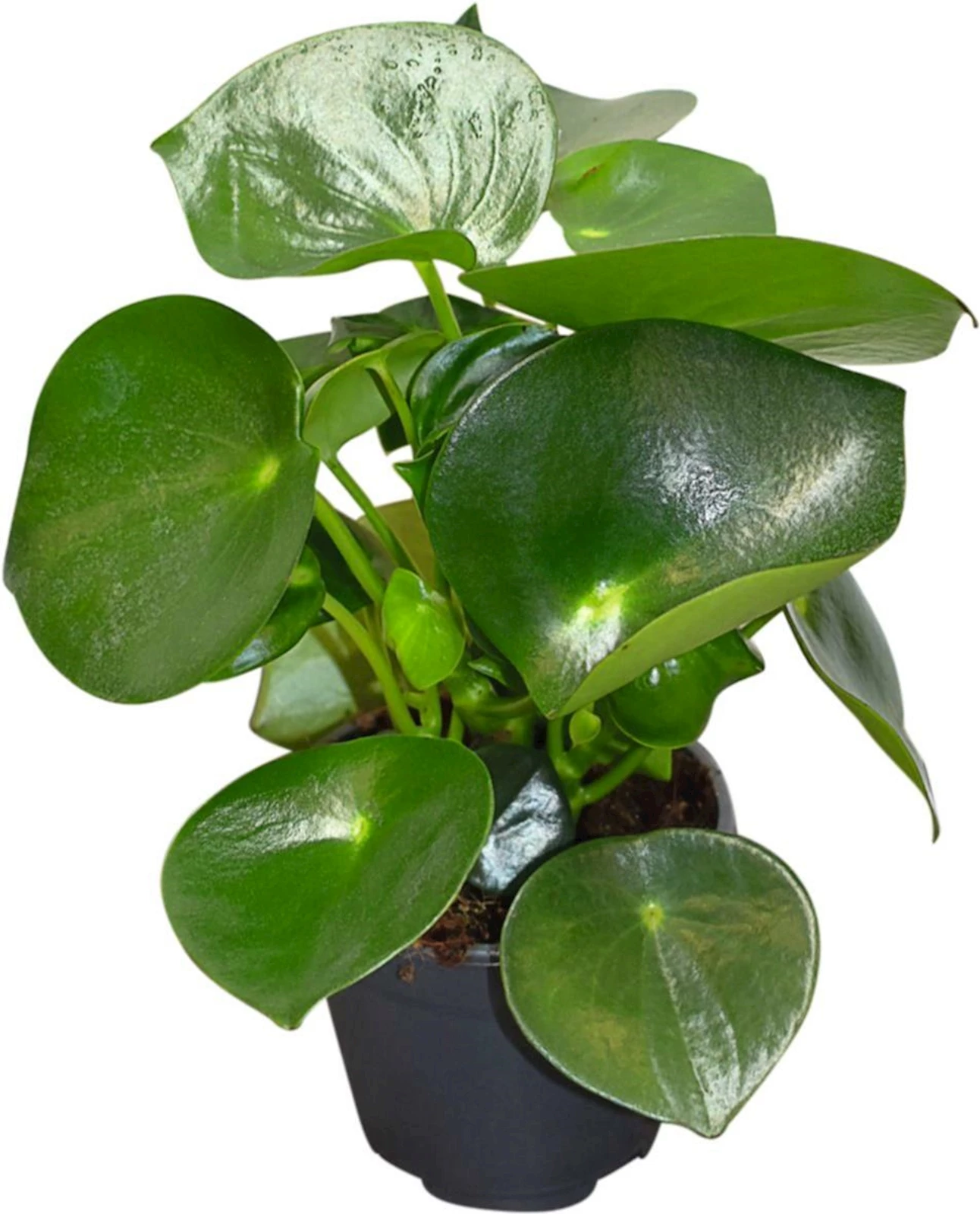 Peperomia P12cm