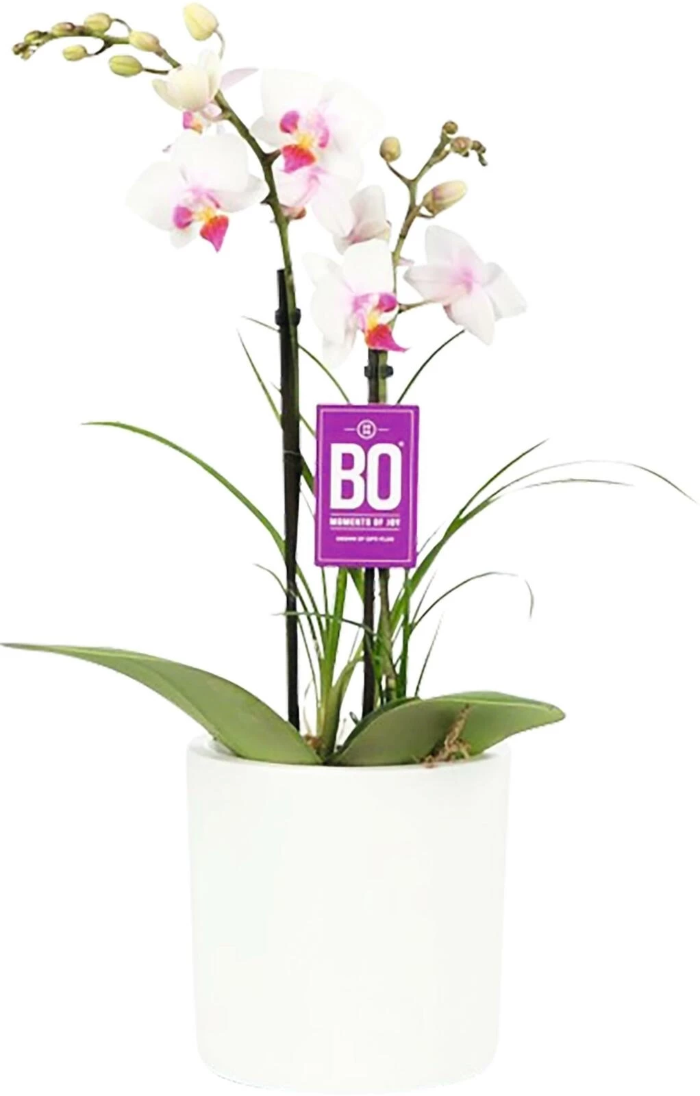 Phalaenopsis Nolina 2R UT weiss P7 cm