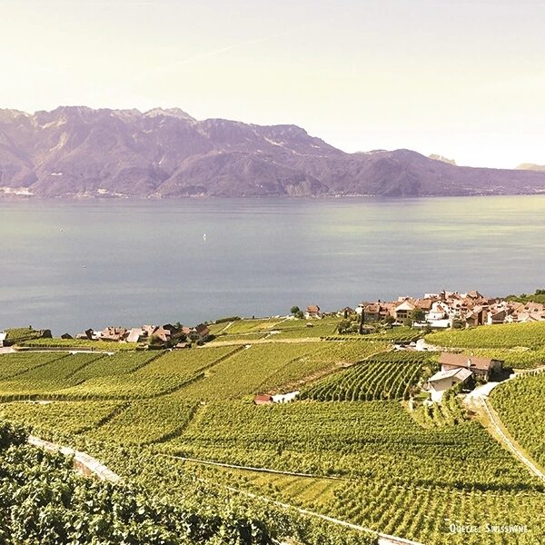 Villette blanc 75 cl