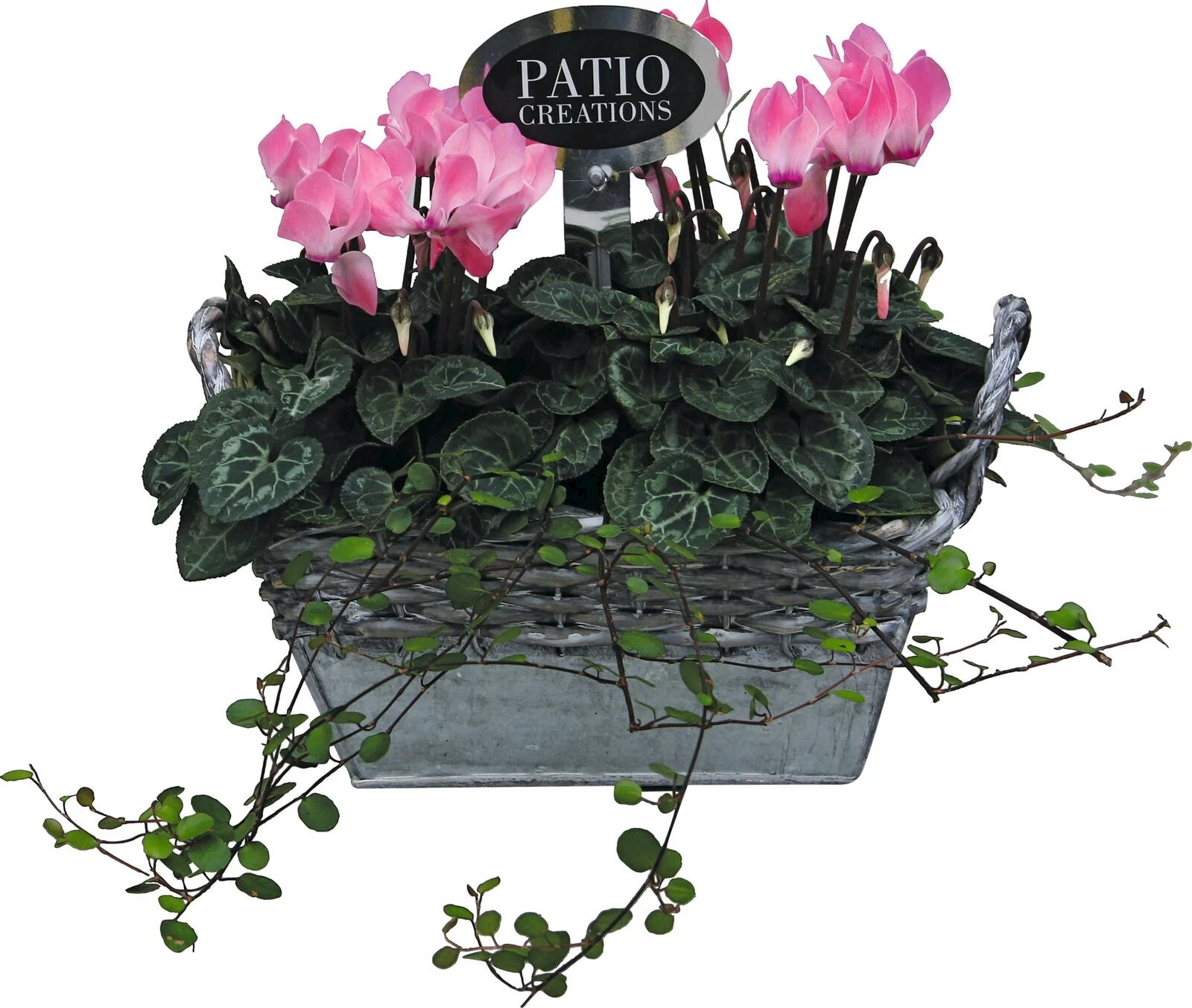 Zinkkiste bepfl. P19x12 cm