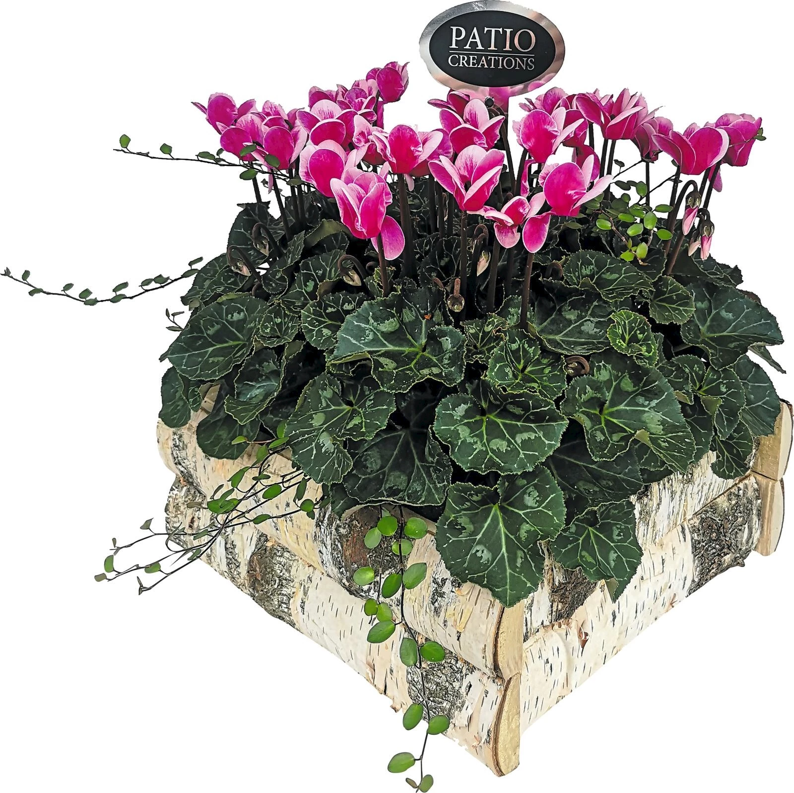 Birkenholzgefäss bepfl. P27x27 cm