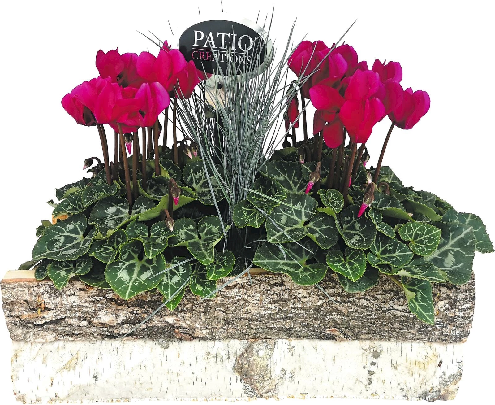 Birkenholzgefäss bepfl. Kordelgr. P32x13