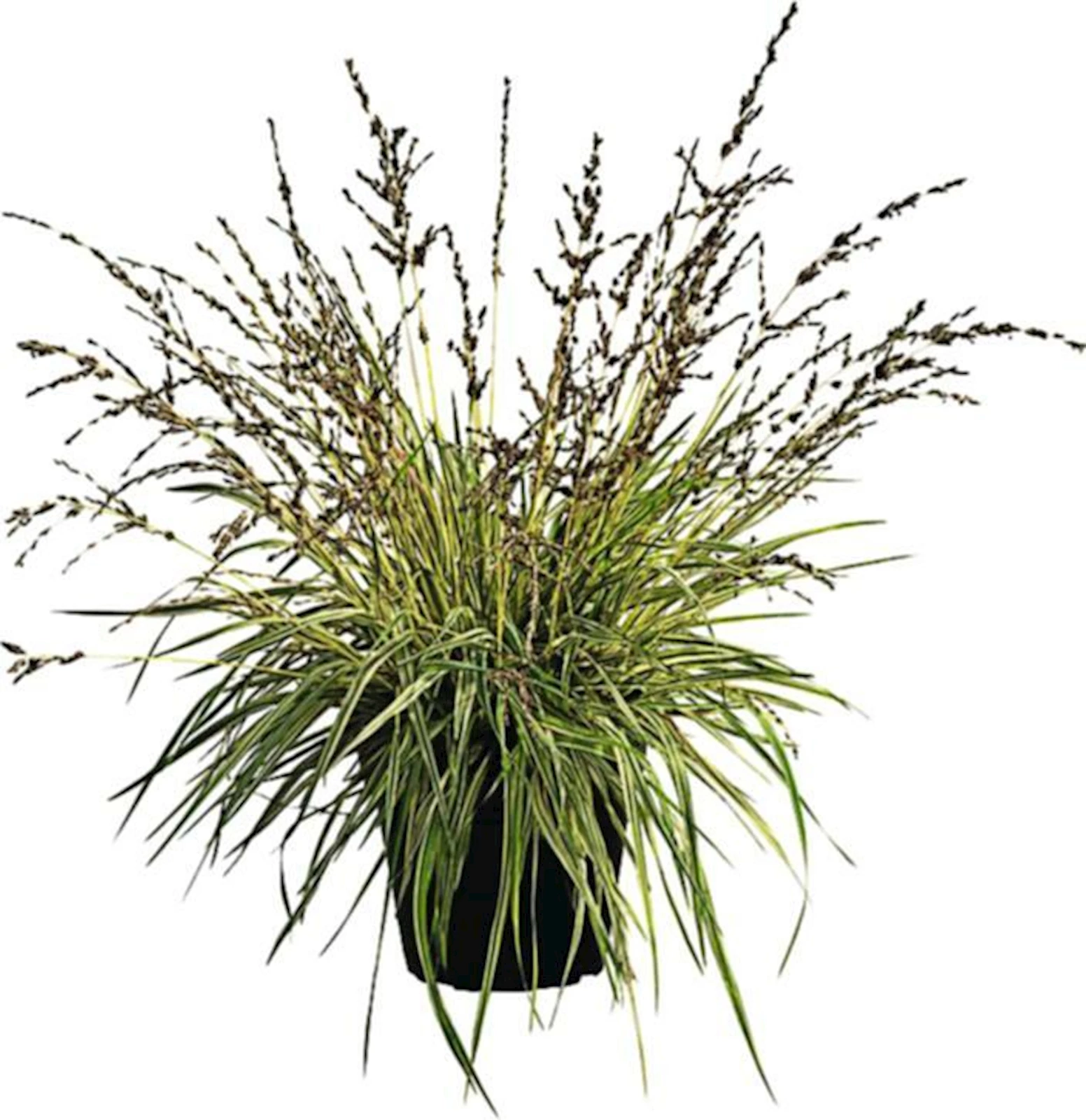 Ziergräser P17 cm