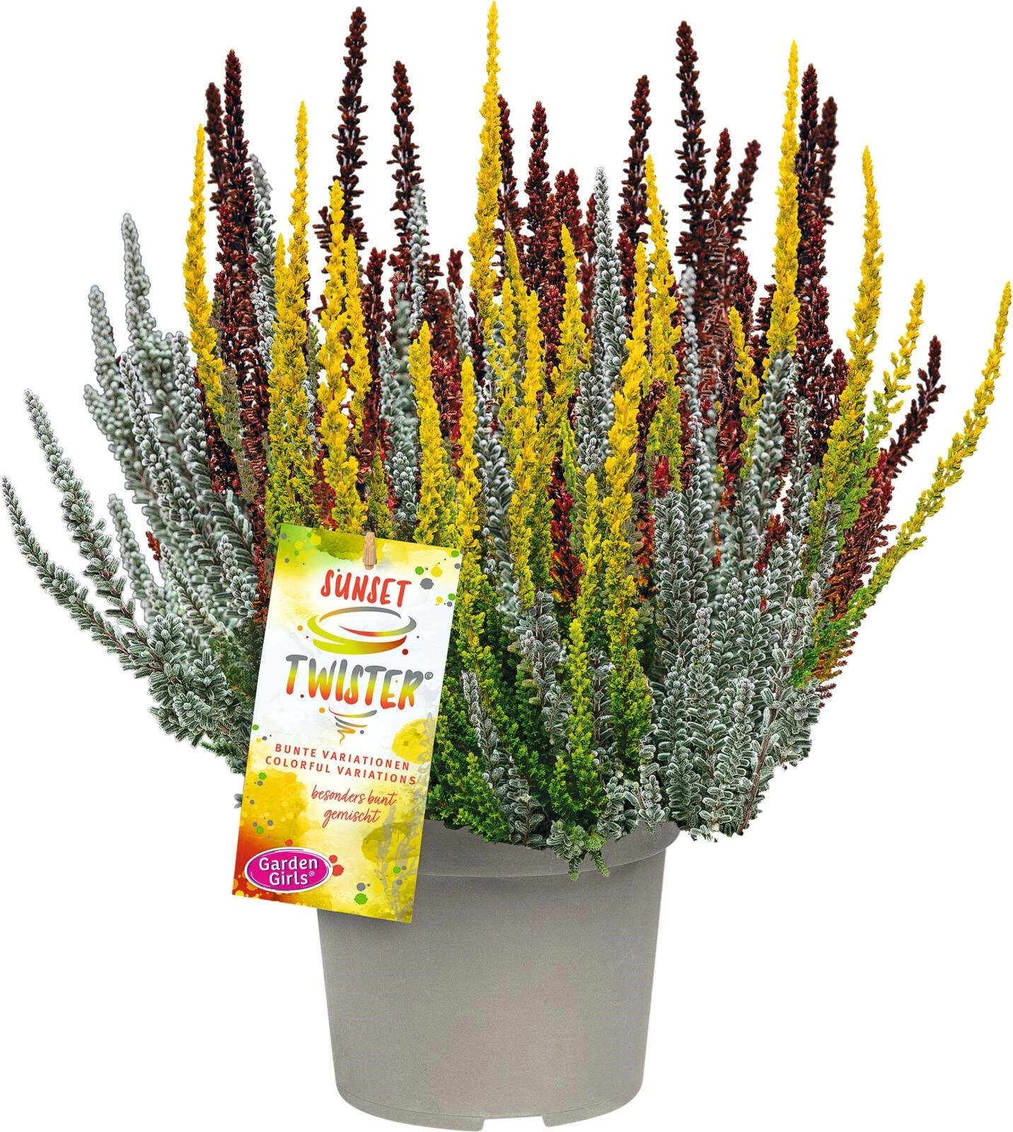 Calluna vulgaris Sunset Twister P13 cm Acheter - Plantes à massif et à ...