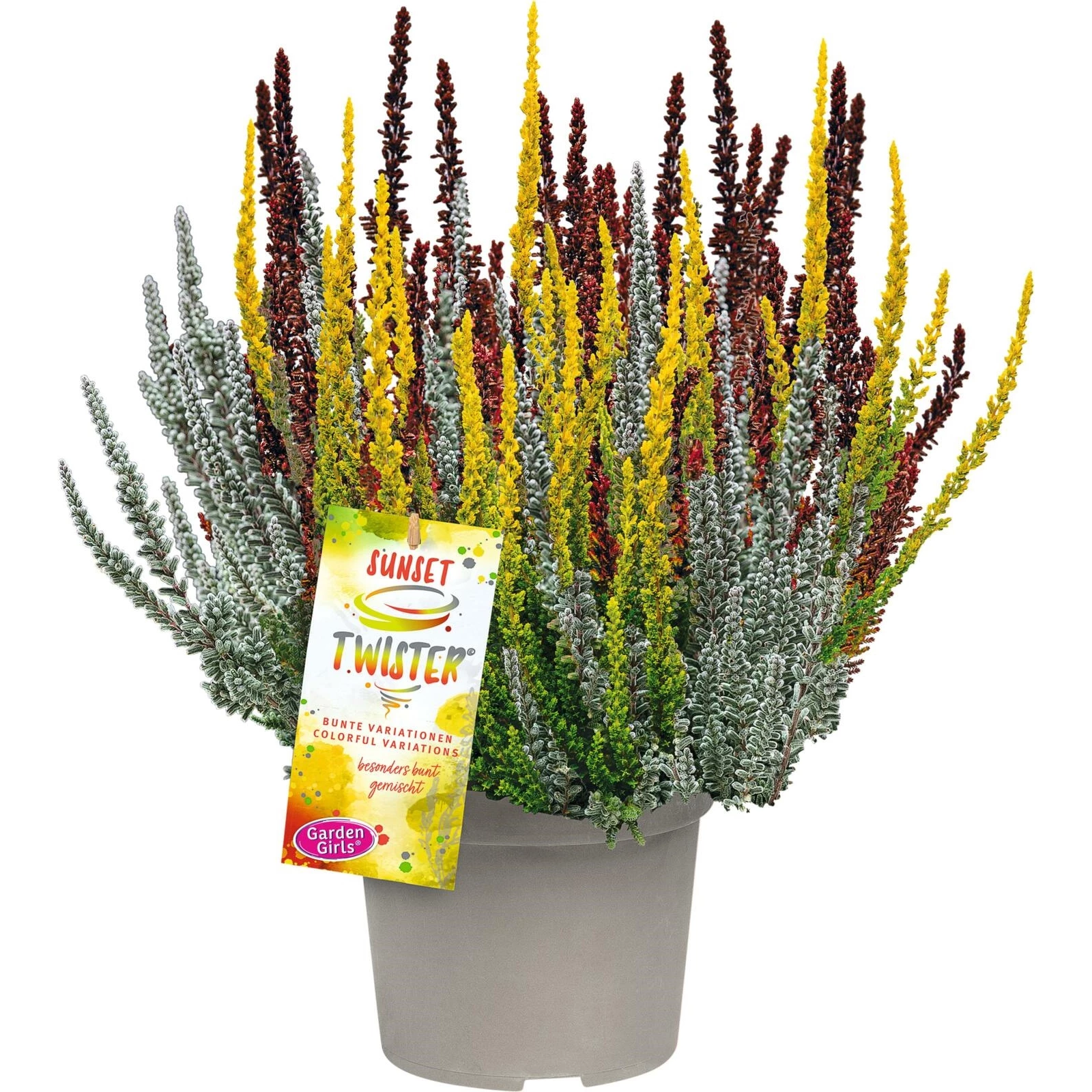 Calluna Sunset Calluna vulgaris Sunset Twister P13 cm Acheter - Plantes à massif et à ...