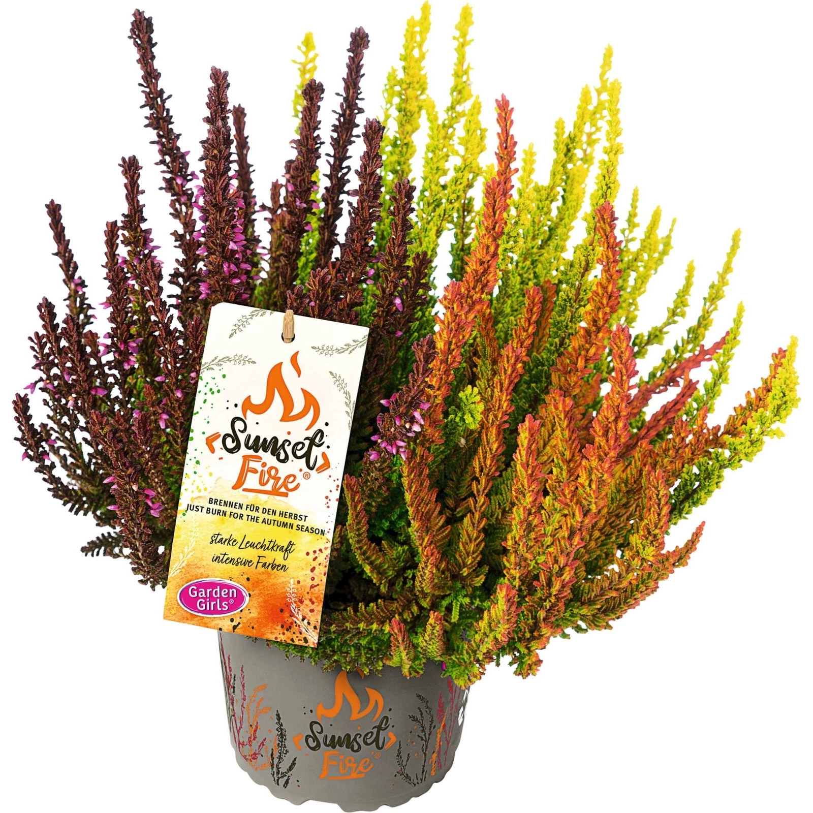 Calluna vulgaris Sunset Fire-Trio P13 cm Acheter - Plantes annuelles ...