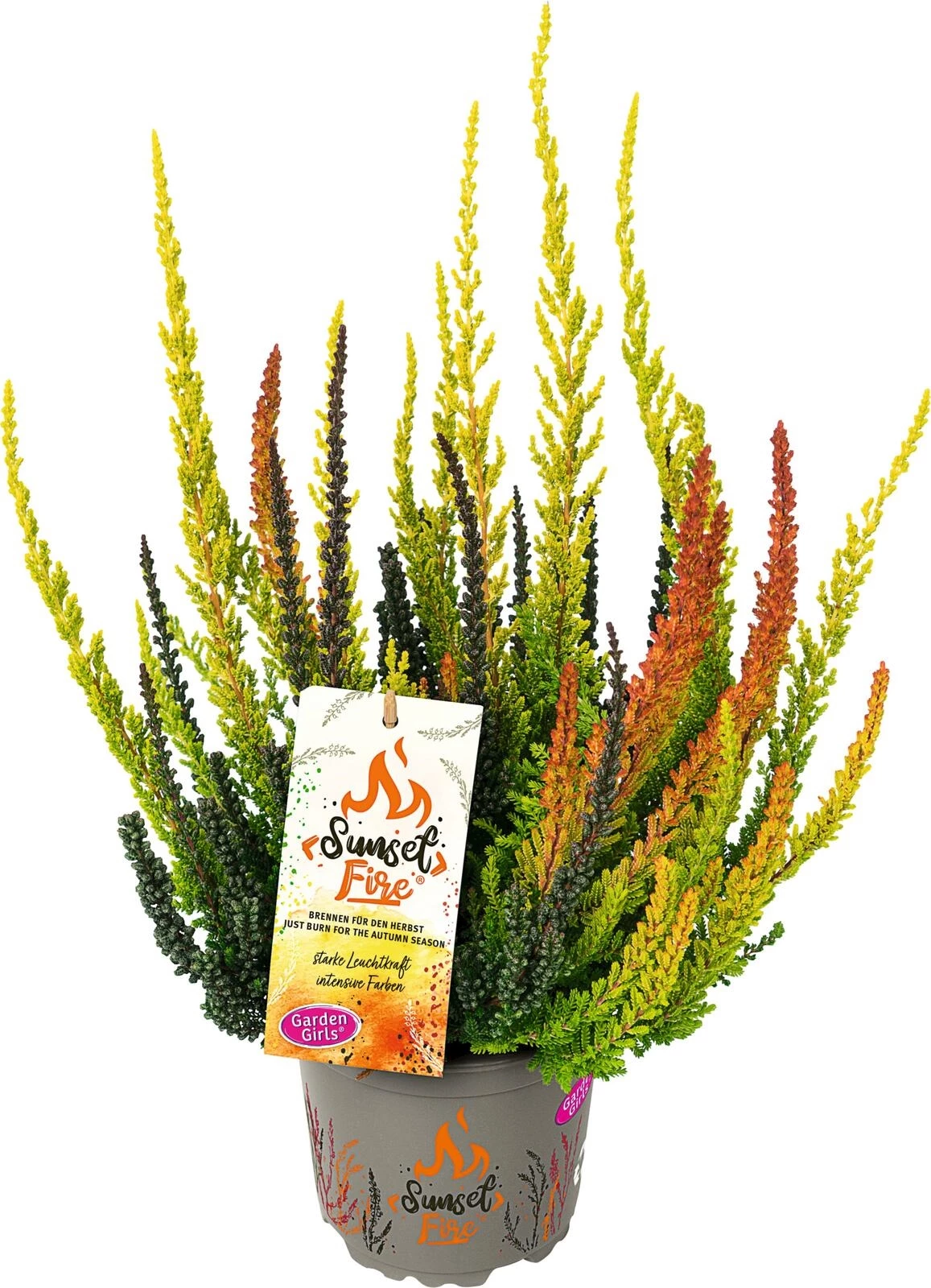 Calluna vulgaris Sunset Fire-Trio P13 cm