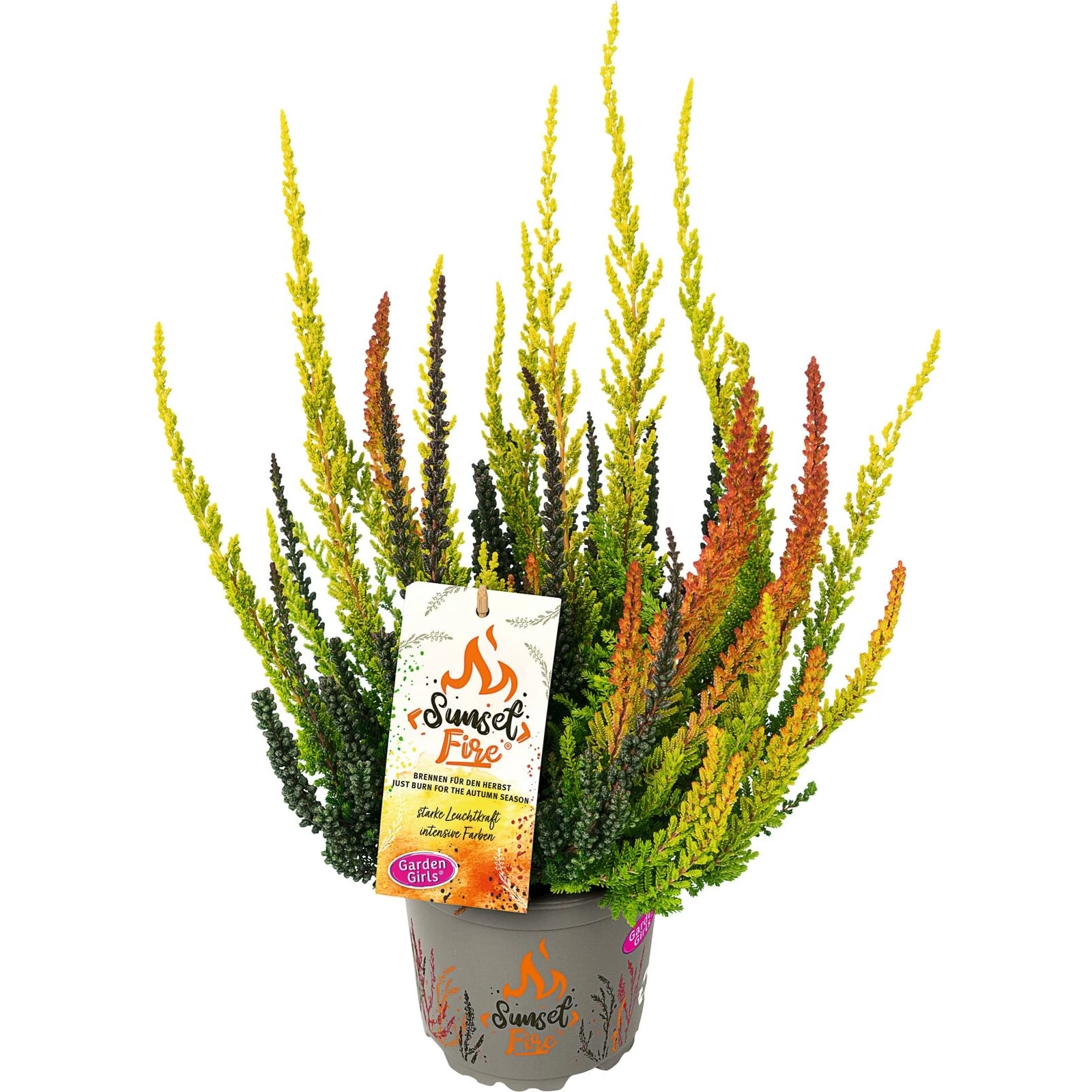 Calluna vulgaris Sunset Fire-Trio P13 cm Acheter - Plantes annuelles ...