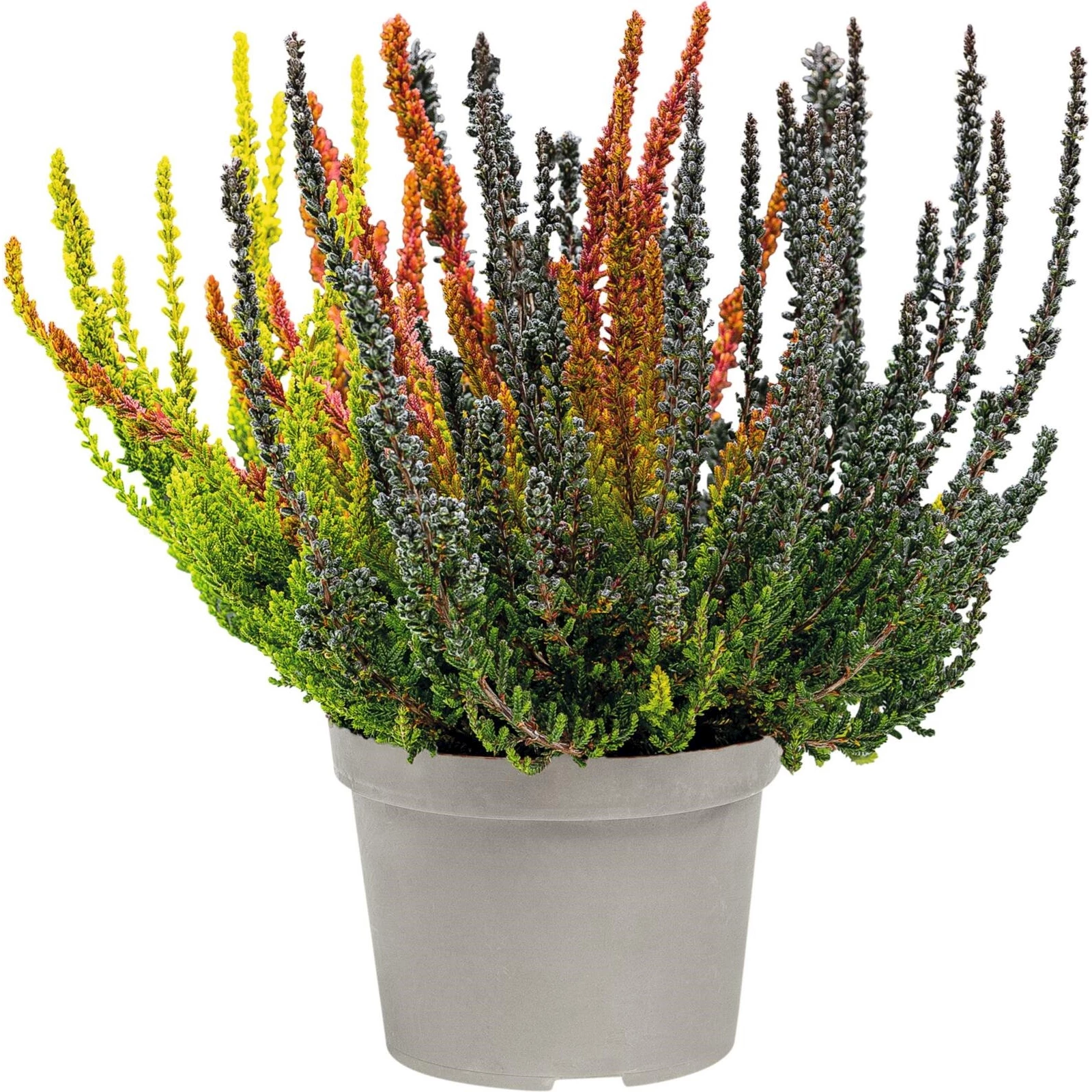 Calluna vulgaris Sunset Fire-Trio P13 cm kaufen - Einjährige Beet- u ...