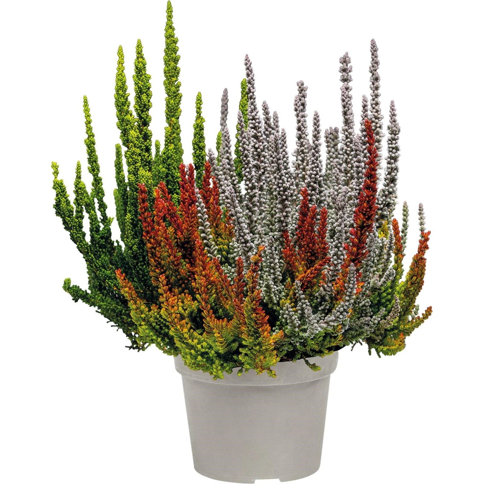 Calluna Sunset Calluna vulgaris Sunset Fire-Trio P13 cm kaufen - Einjährige Beet- u ...