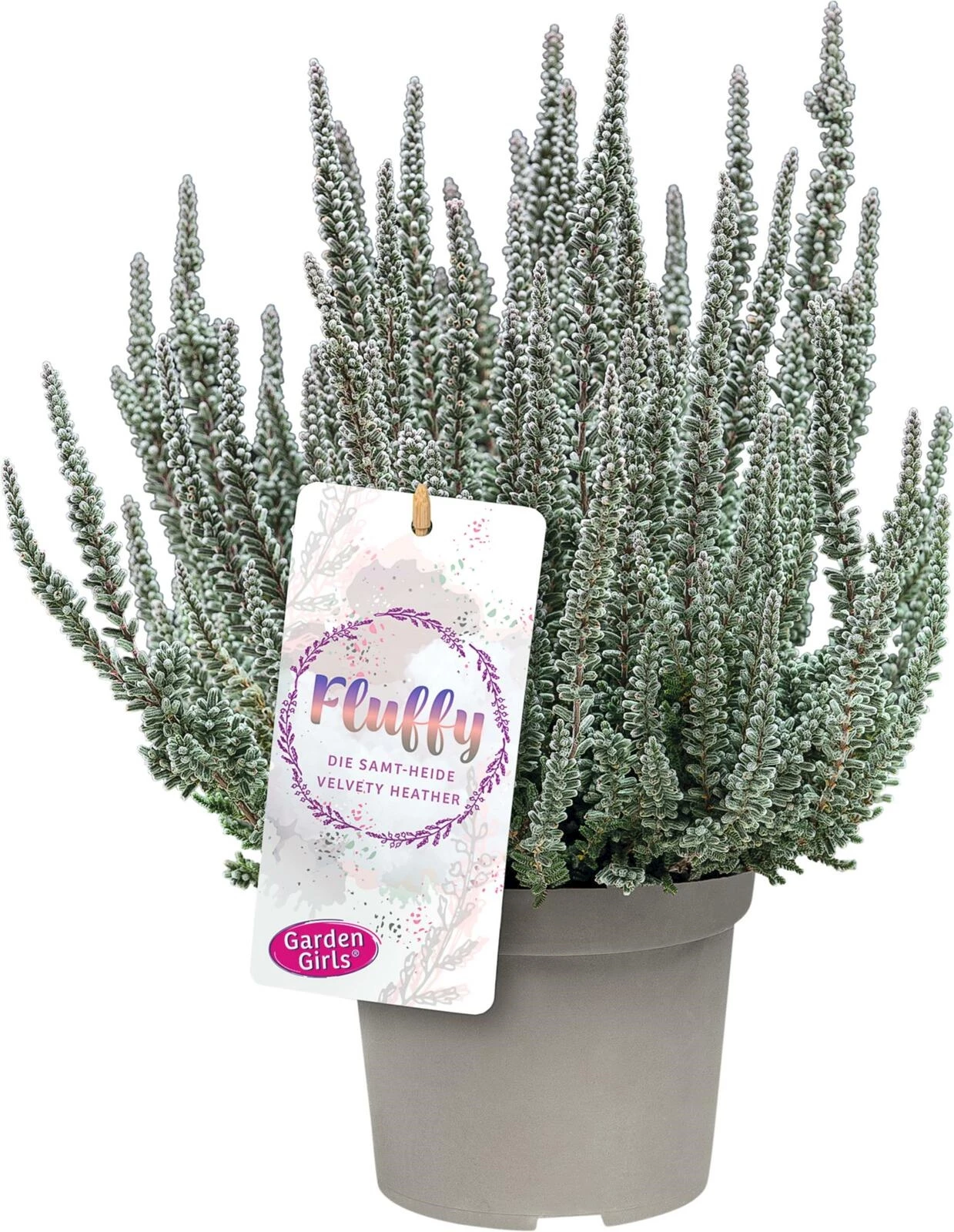 Calluna vulgaris Fluffy P13 cm