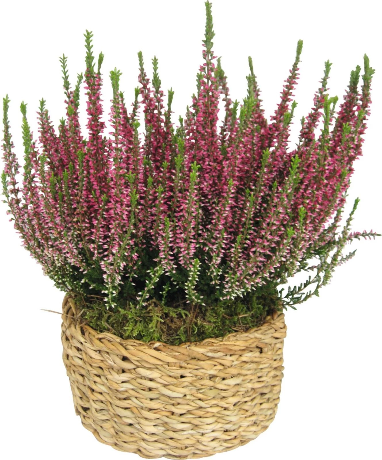 Calluna Salim Korb M P21 cm