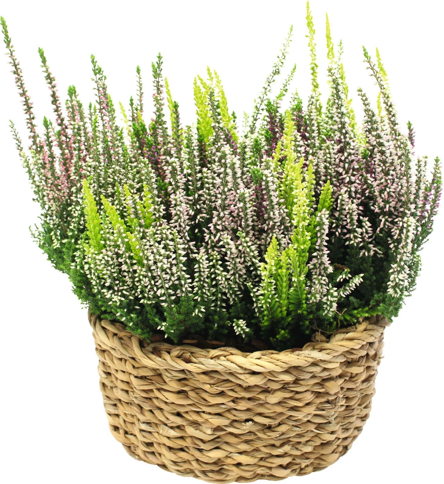 Calluna Salim Korb M trio P21 cm