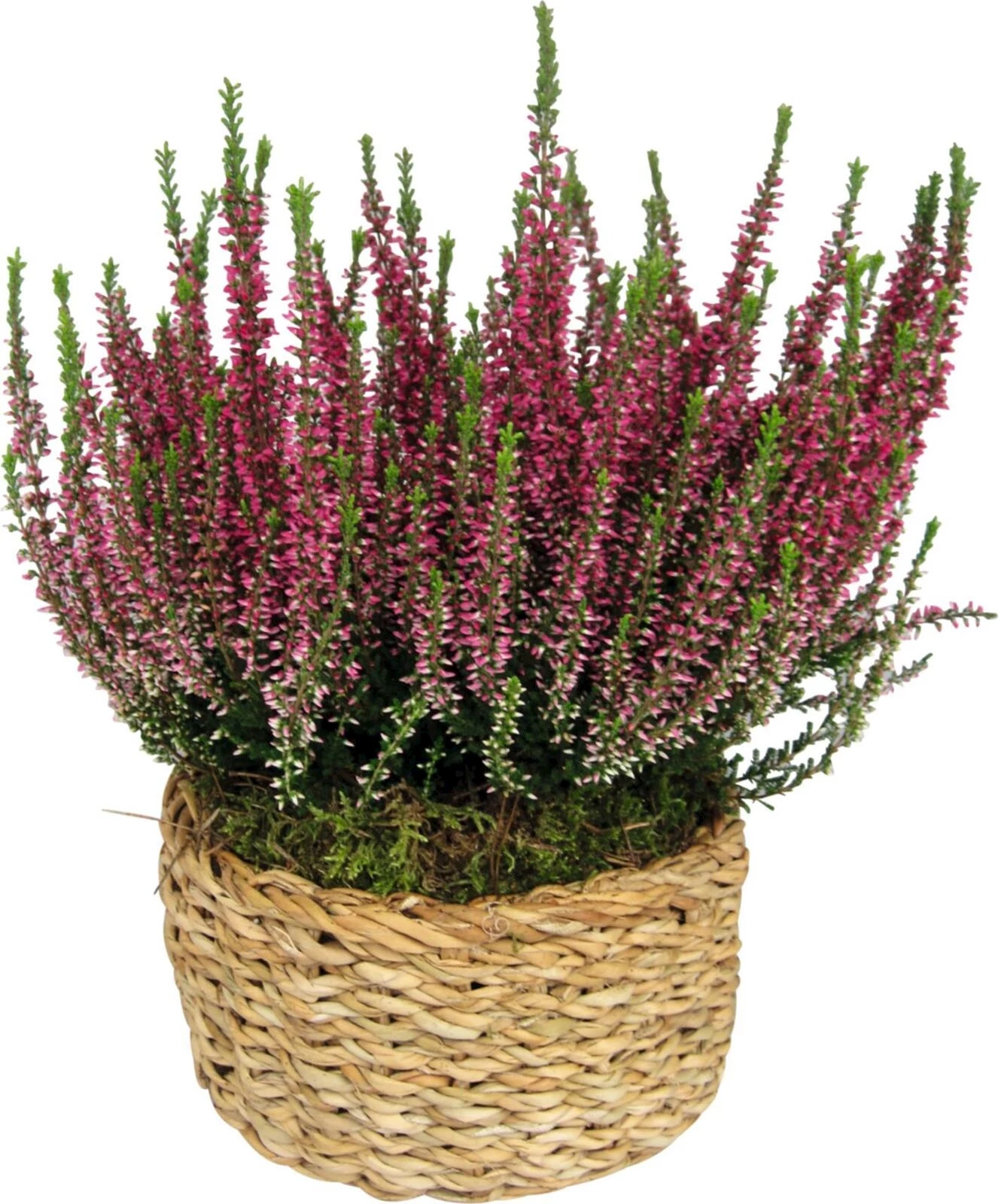 Calluna Salim Korb L P26 cm