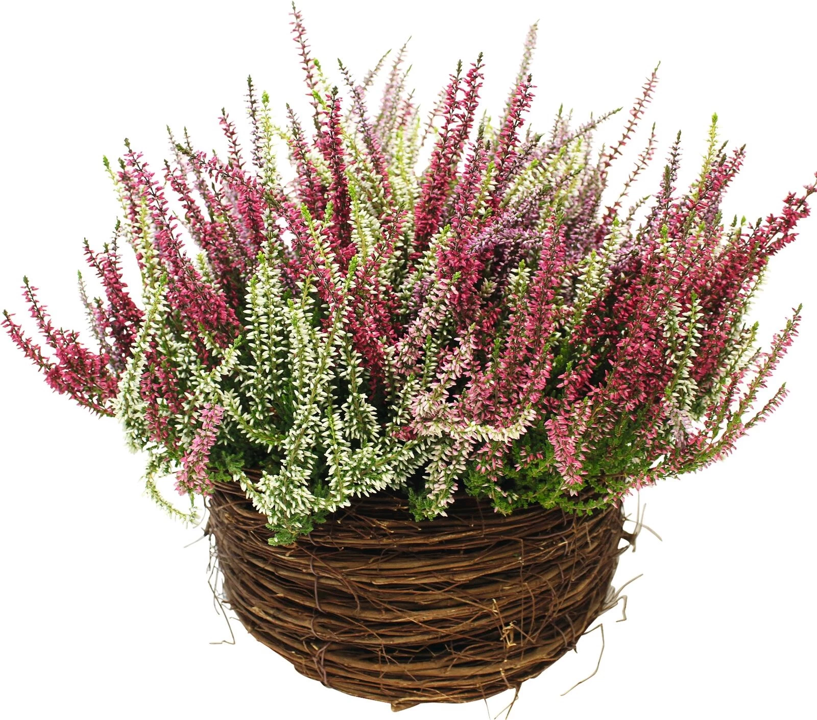 Calluna Salim Korb L trio P26 cm