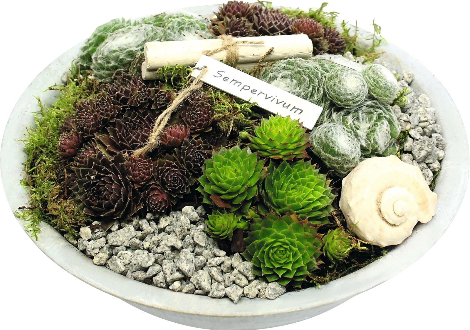 Sempervivum Arrang. Zink P35 cm