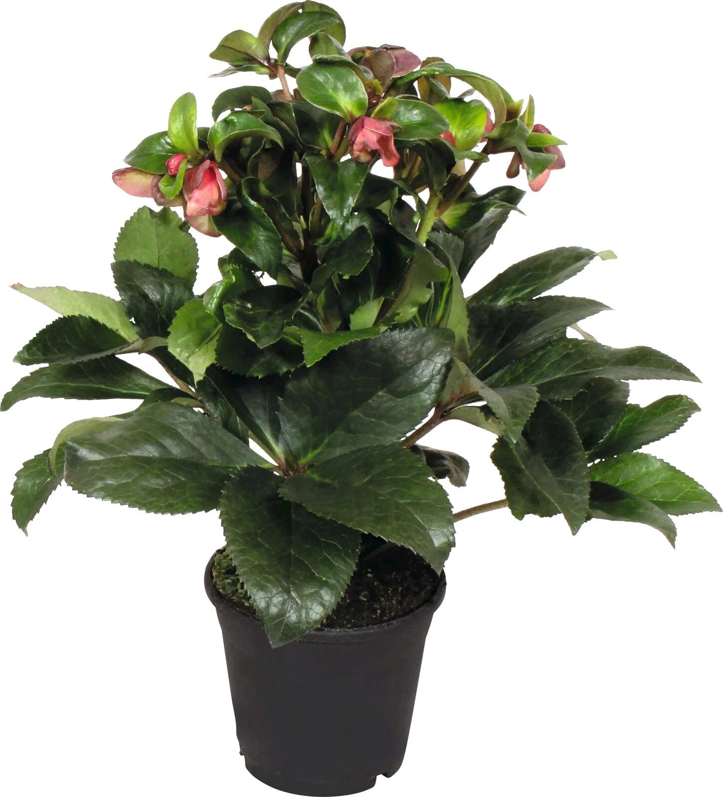 Helleborus Ice N Roses rose P15 cm