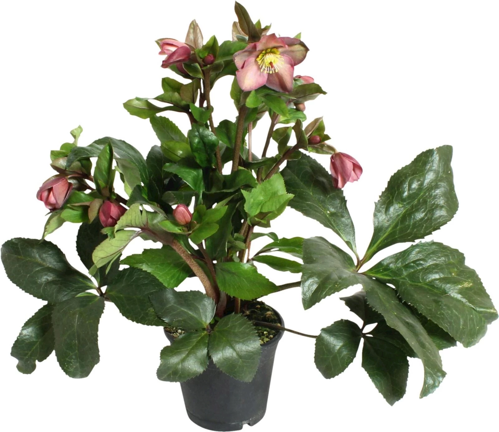 Helleborus Ice N Roses pink P15 cm