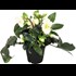 Helleborus Ice N Roses rosetta P15 cm