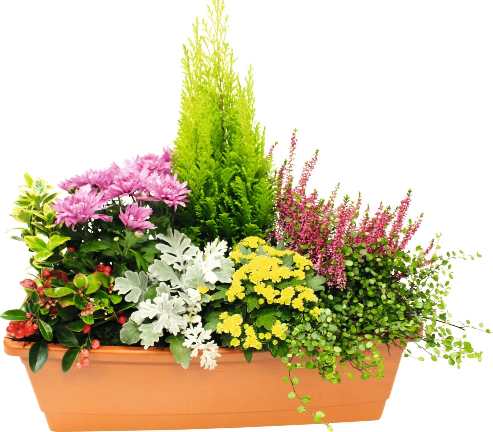 Balkonkistli bepfl. 50×17 cm kaufen Einjährige Beet u