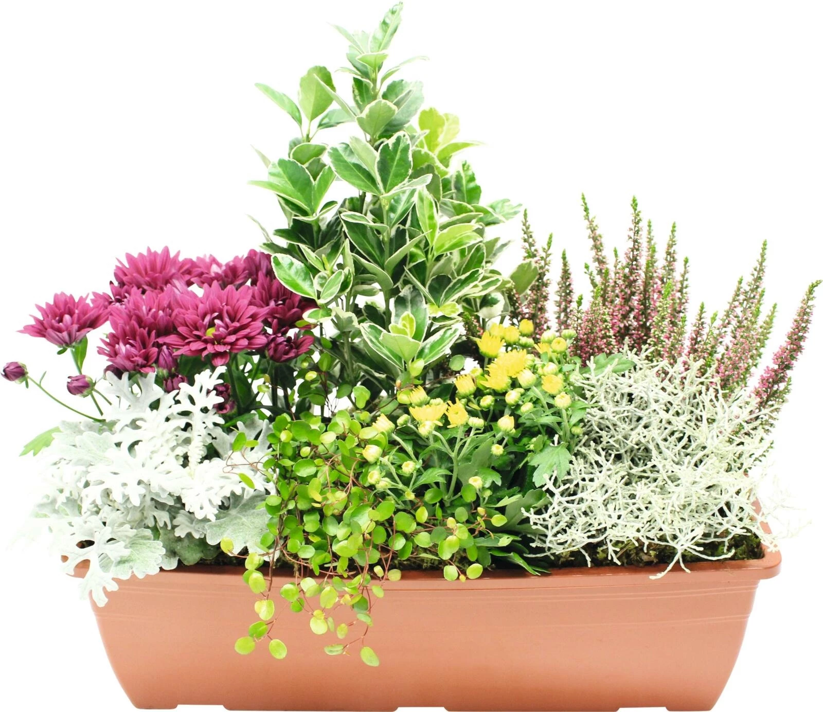 Balkonkistli bepfl.40×15 cm