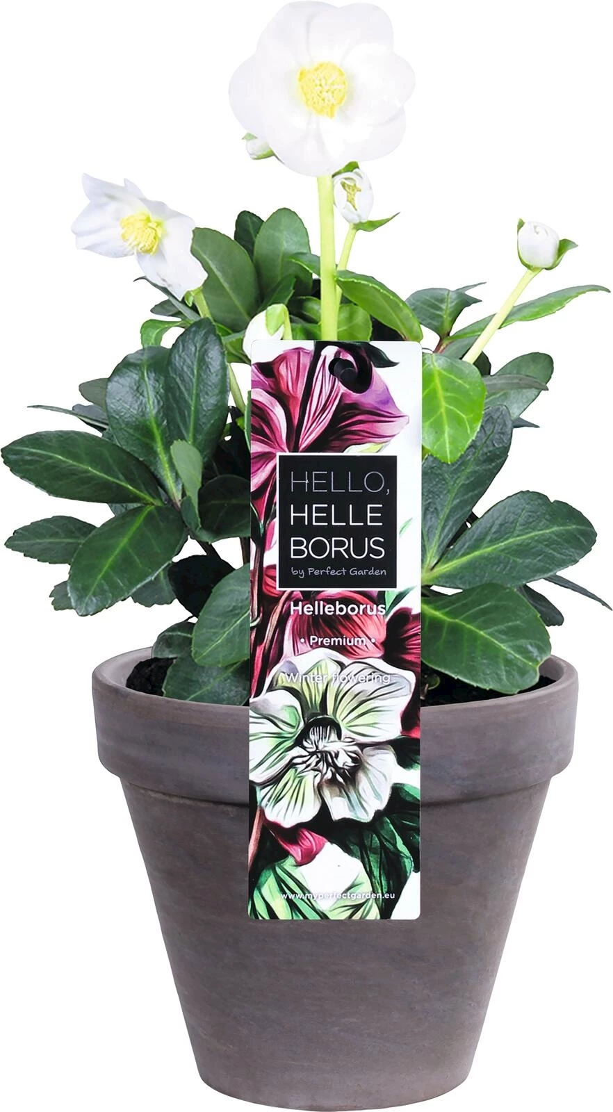 Helleborus niger pot Basalt P12 cm