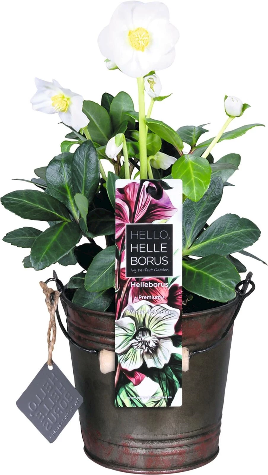 Helleborus niger Winterbucket P12 cm