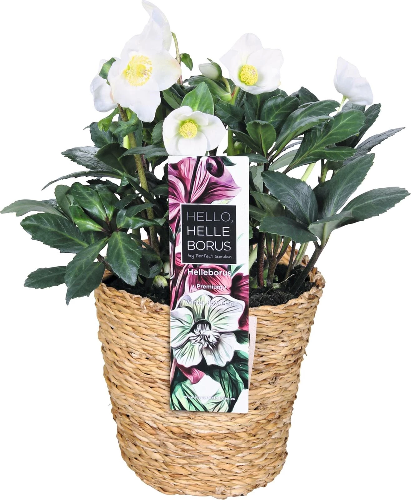 Helleborus niger Basket P17 cm