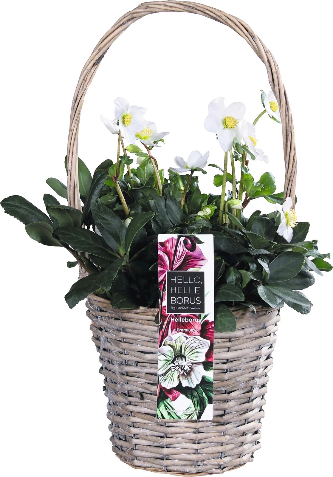 Helleborus niger panier poignée P19 cm