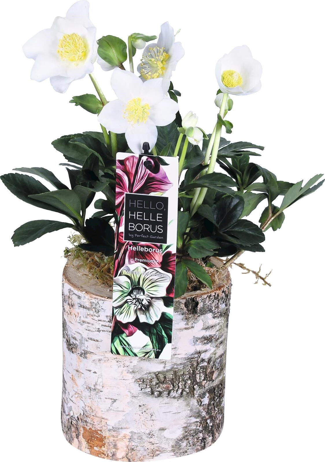 Helleborus niger pot pot bois P13 cm